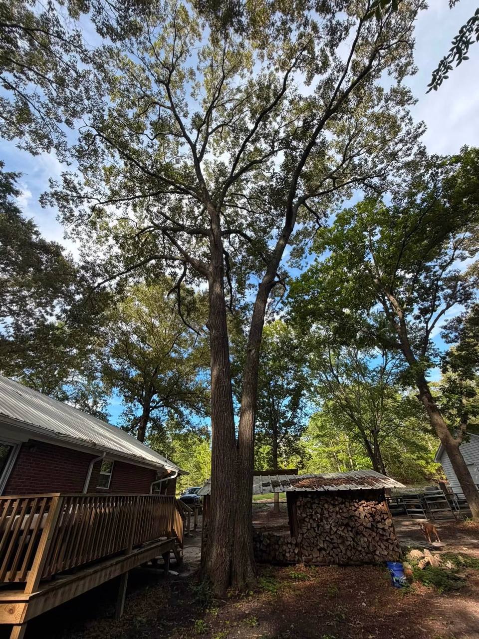 Large tree before removal, next to a house